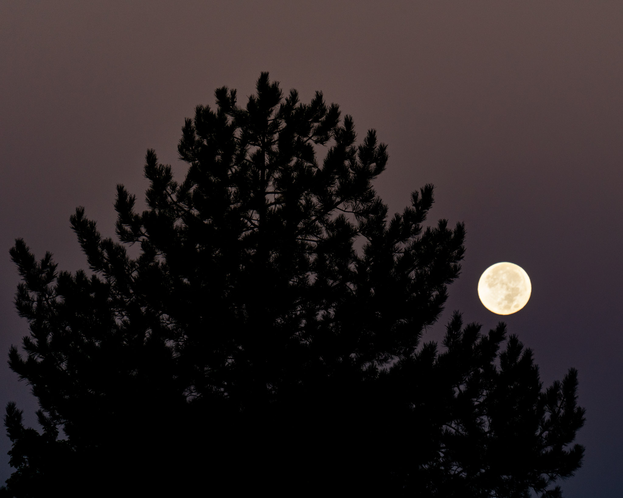 A pine sillouetted against the dawn sky next to the full moon